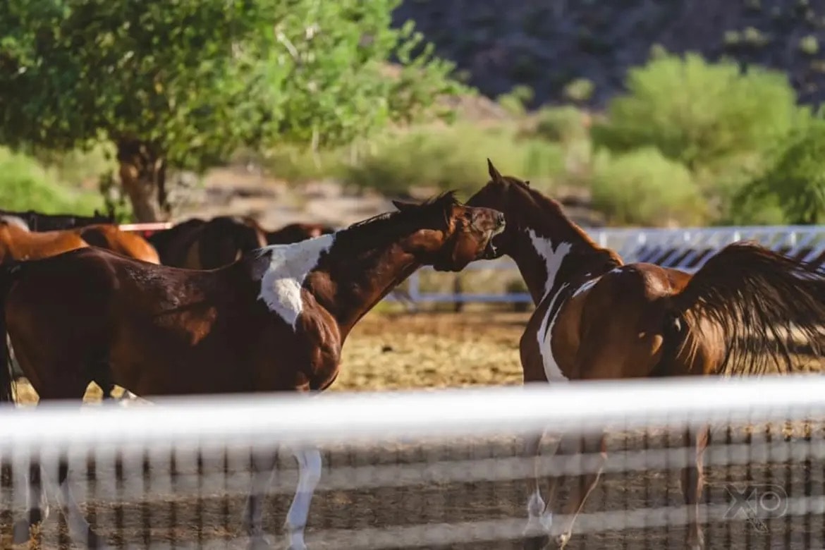 Two paint horses facing off in a sunlit paddock