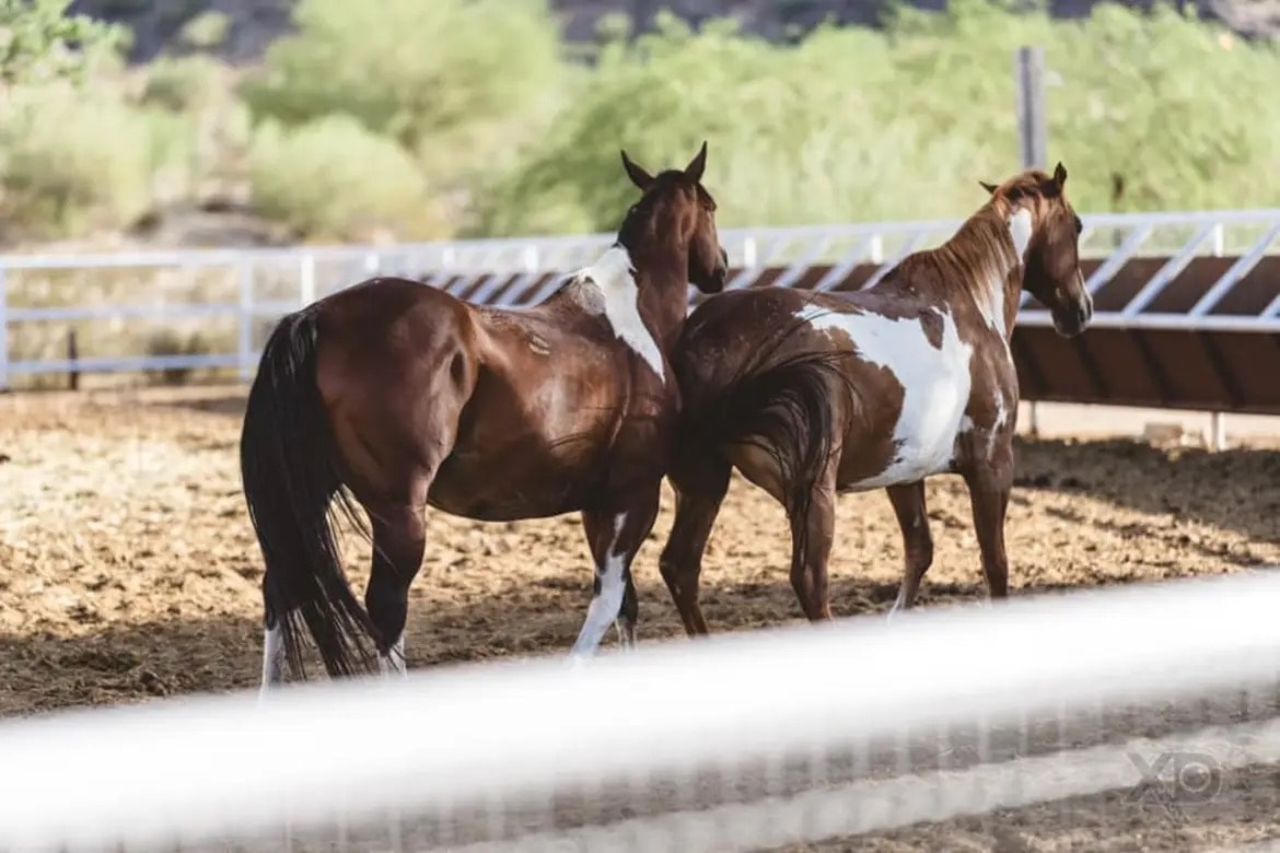Paint horses standing together in an arena