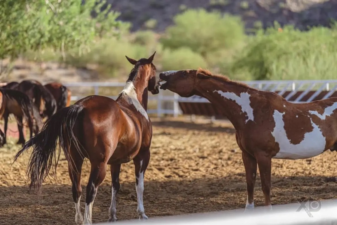 Horses interacting in a dusty outdoor paddock