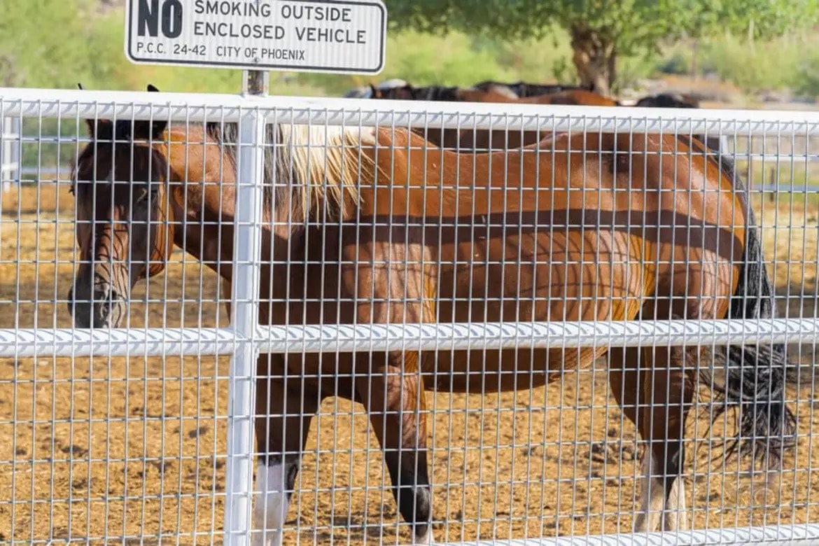 Horse behind a wire fence near a City of Phoenix sign