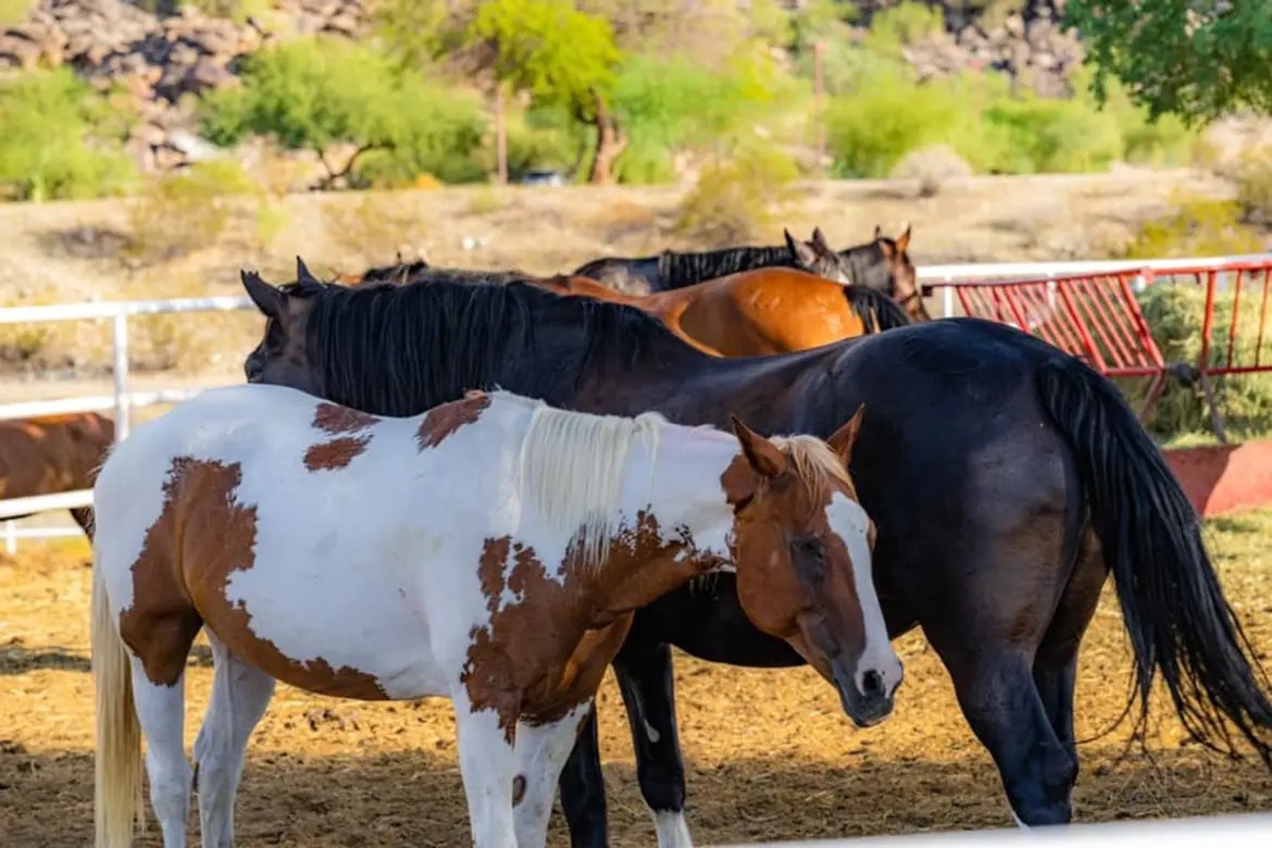 Paint and black horses grazing together in a corral