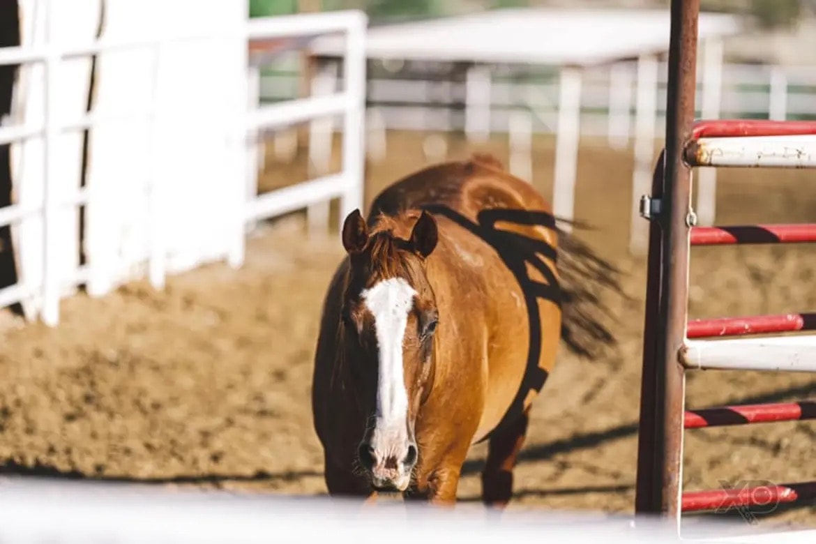 Brown horse with white blaze walking toward camera in arena