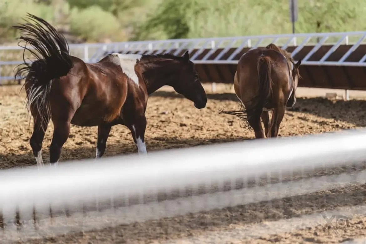 Three horses walking together in a sandy paddock