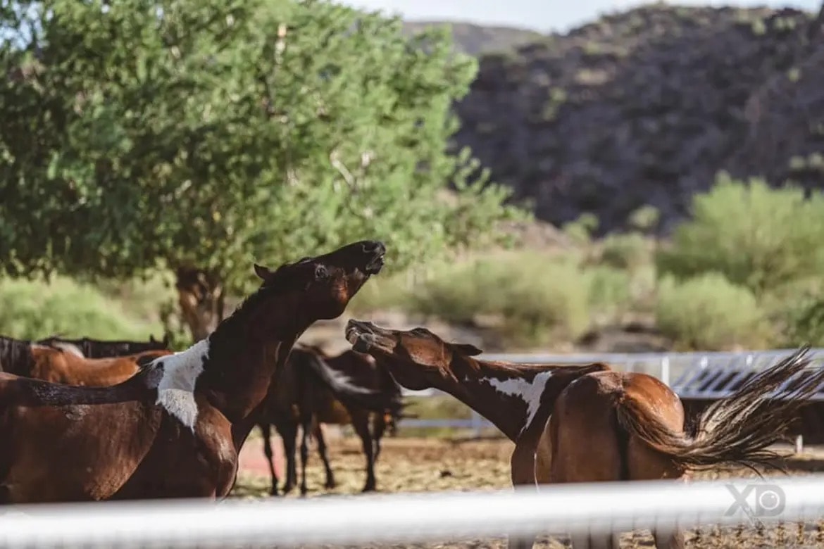 Horses rearing and playing in a desert corral