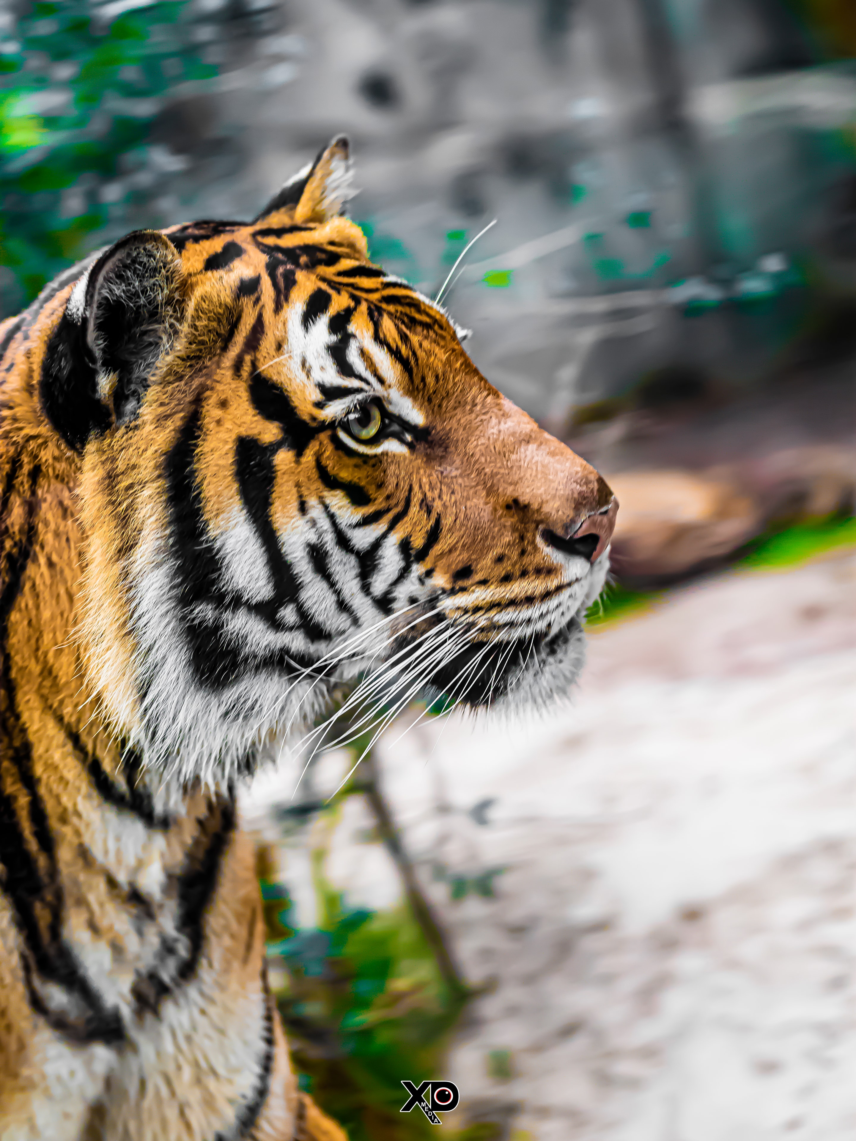 Tiger in profile — Houston Zoo wildlife photography